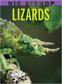 Image of Lizards