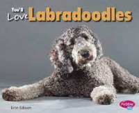 Image of You'll love labradoodles